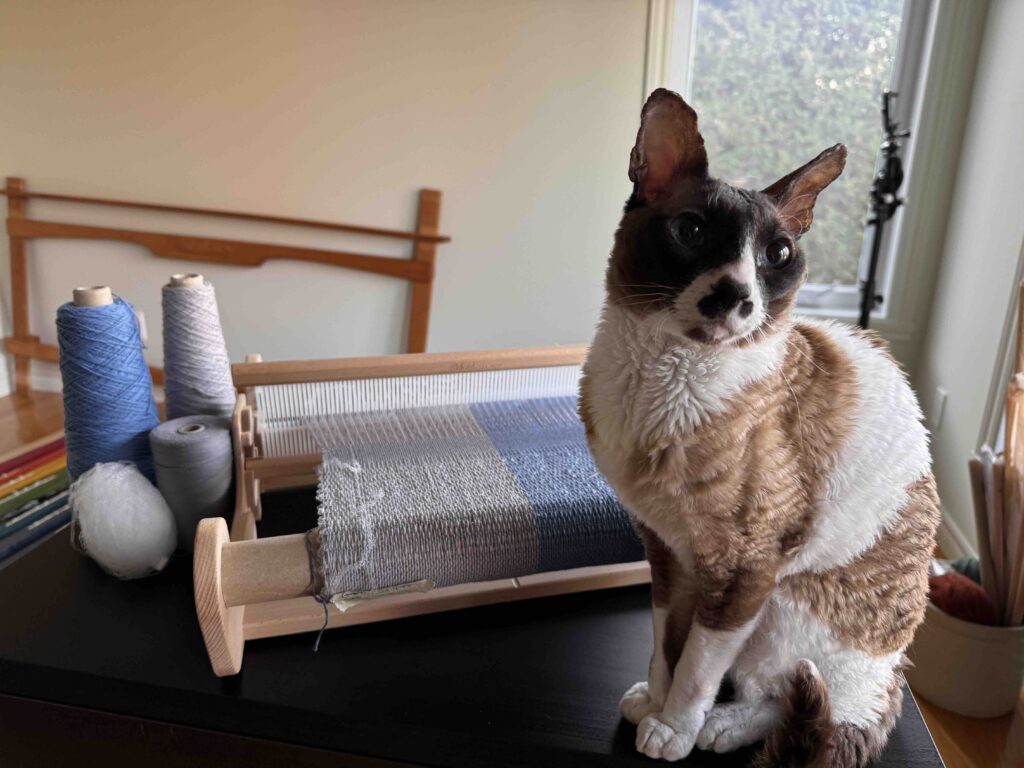 Cat with weaving